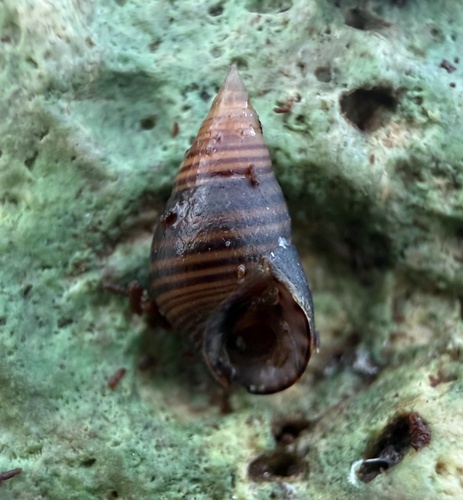 Hinea lineata observed 2026-07-16