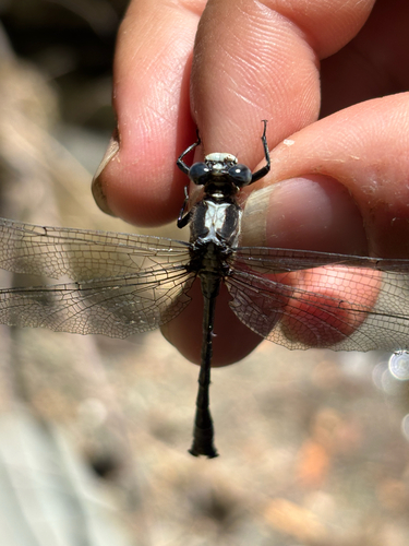 iNaturalist observation photo of Grappletail
