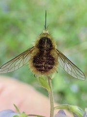 Bombylius venosus