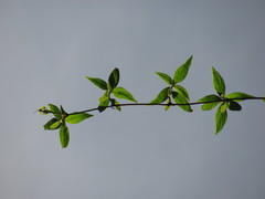 Emmeorhiza umbellata
