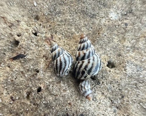 Echinolittorina angustior observed 2026-07-16