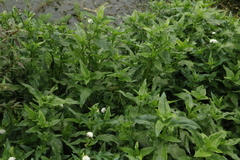 Gymnocoronis spilanthoides