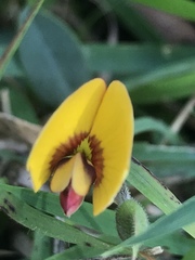 Bossiaea prostrata