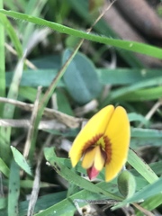 Bossiaea prostrata
