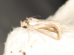 Schistorhynx argentistriga