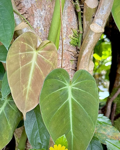 Philodendron hederaceum observed 2026-07-16