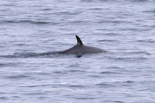 Minke whale