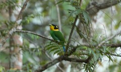 Psarisomus dalhousiae