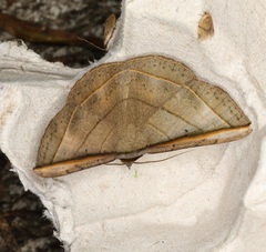 Entomogramma fautrix