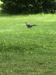 Columba palumbus