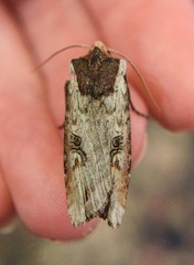 Xylena thoracica