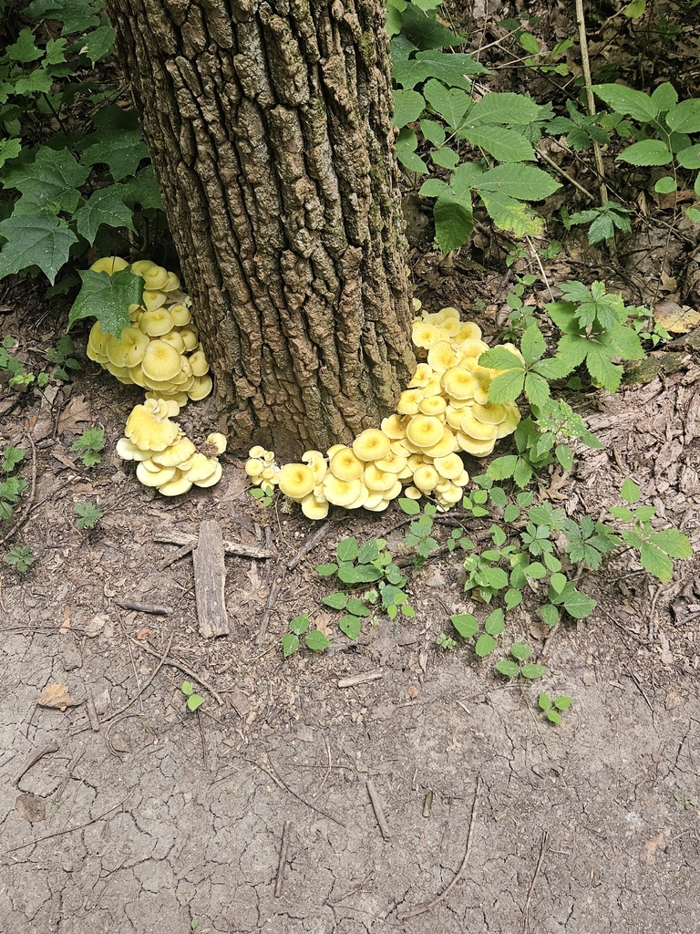 Golden Oyster Mushroom · July 2026 · photo: Photo: no rights reserved · iNaturalist