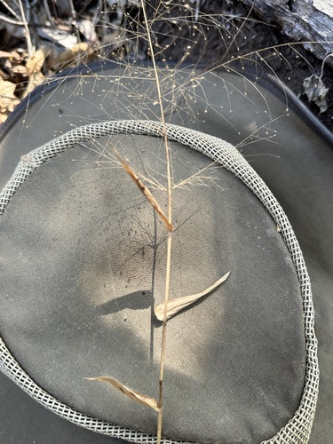 Tropical Panic Grass
