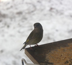 Chloris chloris chloris