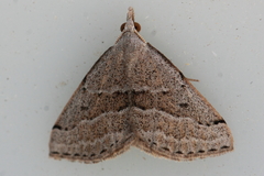 Dichromodes limosa