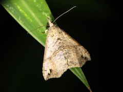 Dichromia occatus