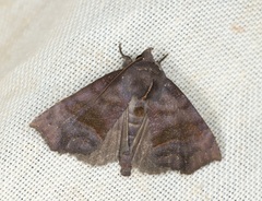 Thalatta fasciosa