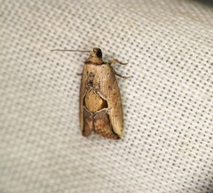Strotihypera macroplaga