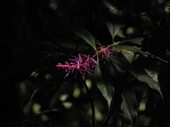 Palicourea angustifolia