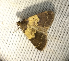 Hydrillodes nilgirialis