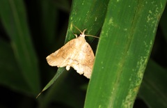 Pangrapta curtalis
