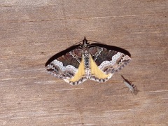 Chrysolarentia lucidulata