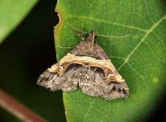Bertula retracta