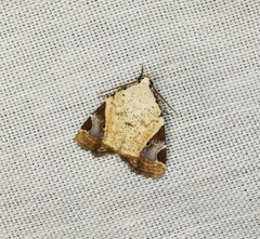 Pseudeustrotia semialba