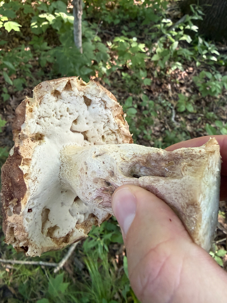 Boletus variipes · July 2026 · photo: Photo: (c) Kevin, some rights reserved (CC BY) · iNaturalist