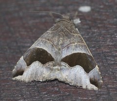 Bastilla solomonensis