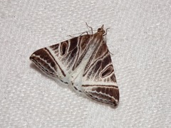 Phrataria replicataria