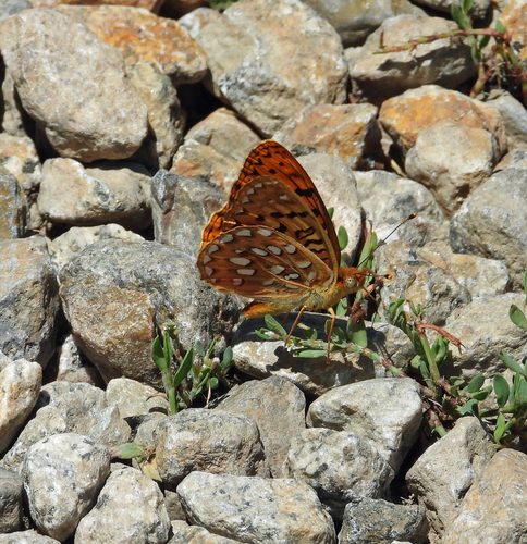 iNaturalist observation photo of Coronis Fritillary