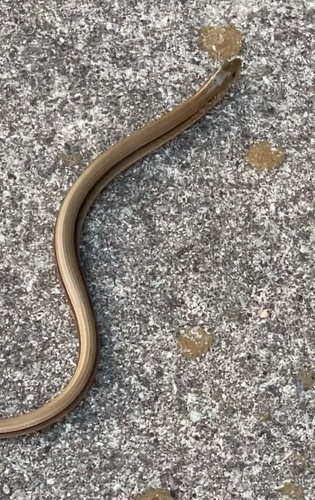 Eastern Glass Lizard observed by grits75