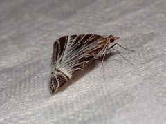 Phrataria replicataria