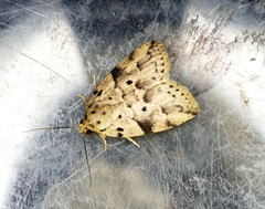 Giaura multipunctata