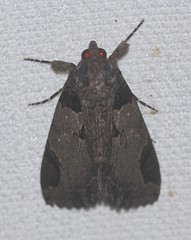 Ercheia dubia