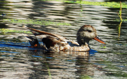 Gadwall