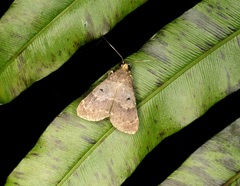 Hydrillodes nilgirialis