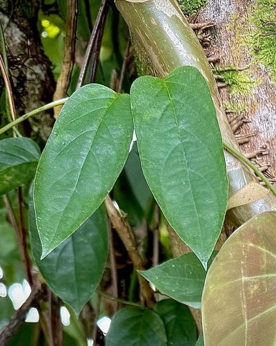 Paederia foetida observed 2026-07-16