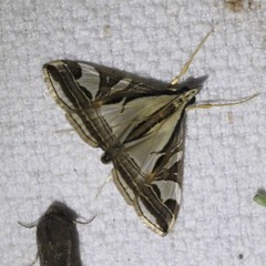 Agrioglypta excelsalis