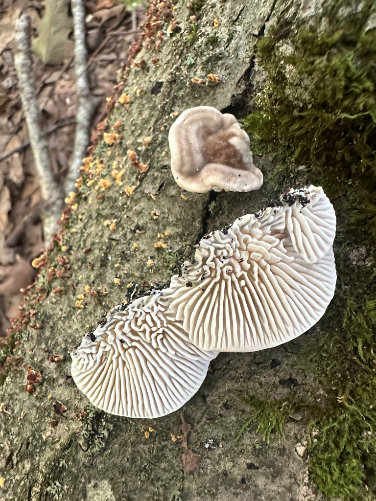 Gilled Polypore · July 2026 · photo: Photo: (c) Richard Jacob, some rights reserved (CC BY) · iNaturalist
