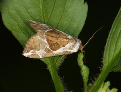 Chorsia albiscripta