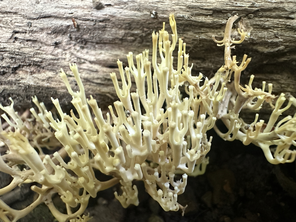 crown-tipped coral fungus · July 2026 · photo: Photo: (c) Richard Jacob, some rights reserved (CC BY) · iNaturalist