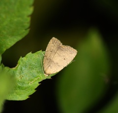 Anachrostis