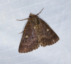 Hypersypnoides submarginata