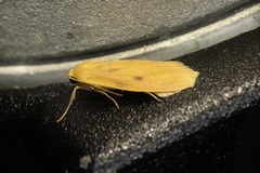 Paralithosia shaowuica