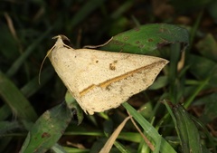 Ugia