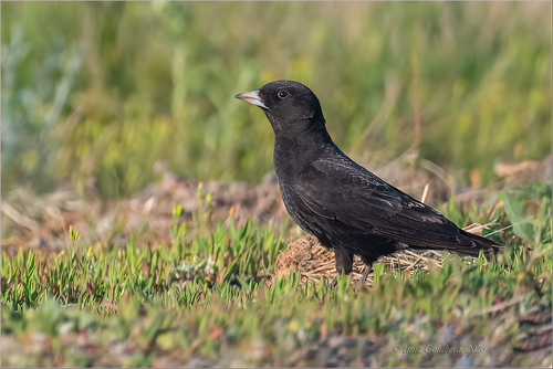 Black Lark, Orenburg, RU, photo 10 of 10