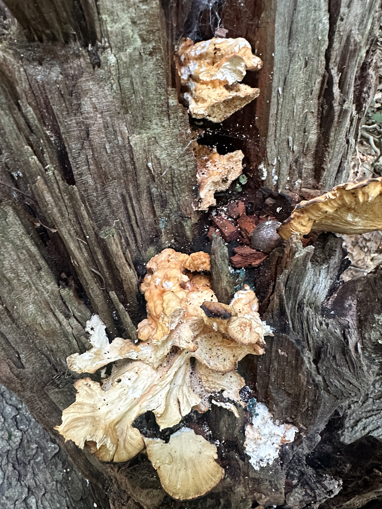 chicken of the woods · July 2026 · photo: Photo: (c) Richard Jacob, some rights reserved (CC BY) · iNaturalist