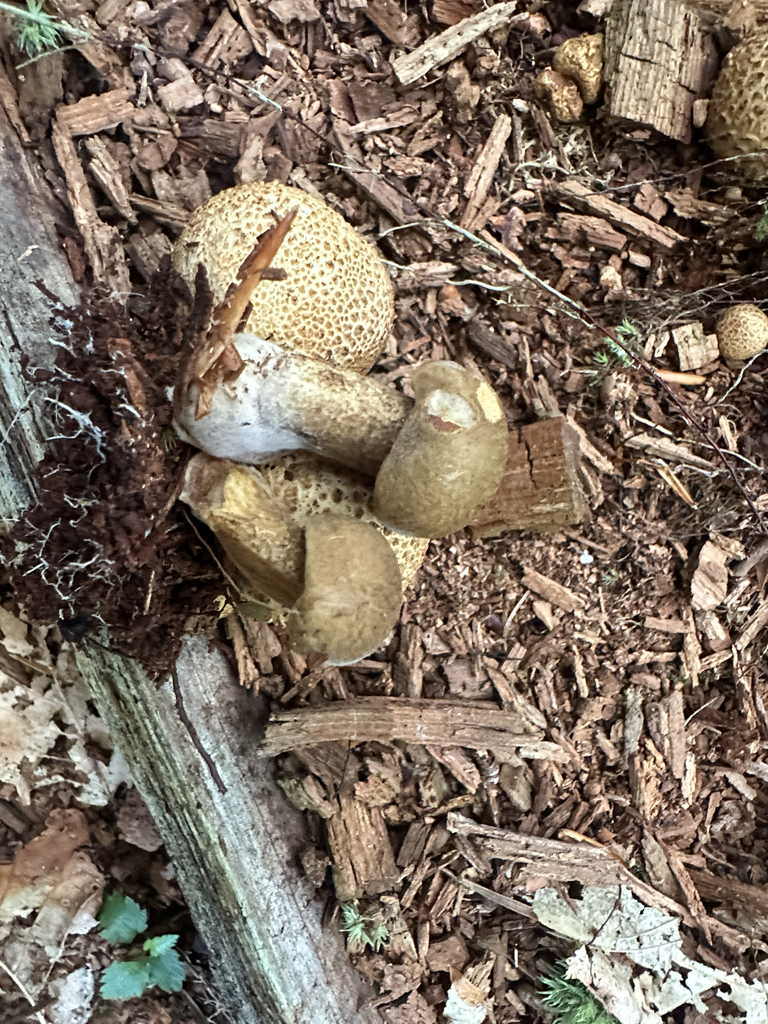 Parasitic Bolete · July 2026 · photo: Photo: (c) Richard Jacob, some rights reserved (CC BY) · iNaturalist